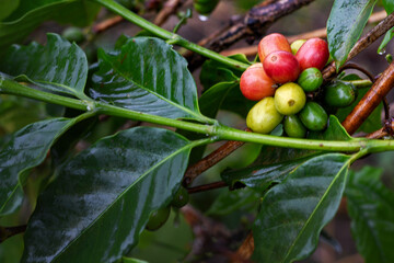 Green coffee beans stick to the branches