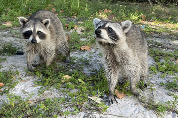Two North American raccoons, Procyon lotor