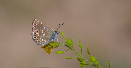 tiny butterfly on green plant, Neolycaena soezen, Soezen`s Pseudocopper