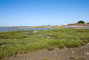 Salicornia europaea , Salicorne, Baie de Bourgneuf, 85, Vendée, France
