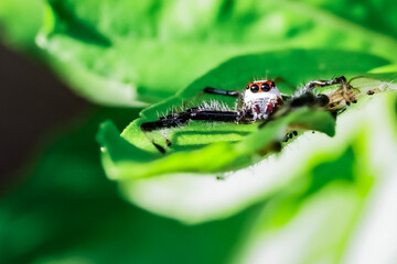 Macro image of a small spider waiting to catch its prey on a leaf.