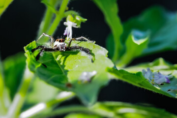 Macro image of a small spider waiting to catch its prey on a leaf.