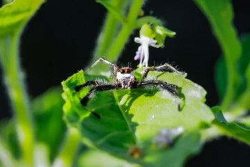 Macro image of a small spider waiting to catch its prey on a leaf.