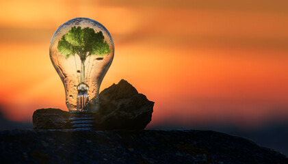 Tree growing on  in bulbs including sunset background energy-saving concept Renewable energy and...