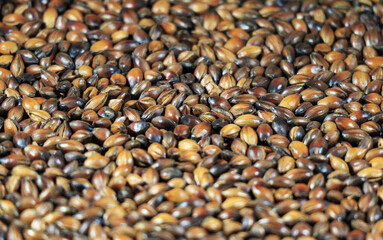 Heap of Roasted Barley Kernel for Brewing Barley Tea or Mugi Cha