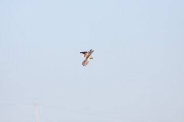 Bird flying