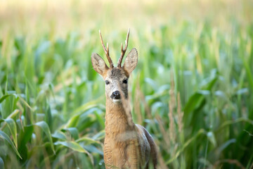 Sarna europejska (Capreolus capreolus) kozioł © Robert