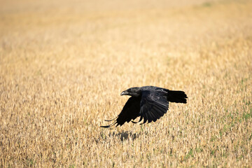 Common raven Corvus corax Kruk