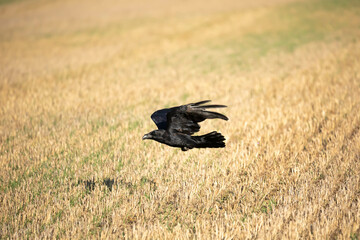 Common raven Corvus corax Kruk