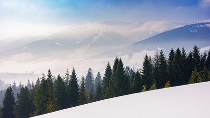 spruce trees on the snow covered slope in morning light. mist in the valley. distant ridge beneath a bright sky with clouds. winter landscape of carpathian mountains - obrazy, fototapety, plakaty