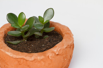 Crassula plant in a pot