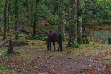 Wild horse in the autumn forest of Peneda-Geres National Park, Vilar da Veiga, Portugal