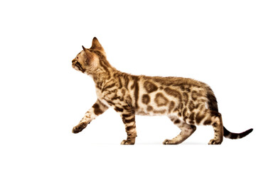 Bengal cat walks sideways