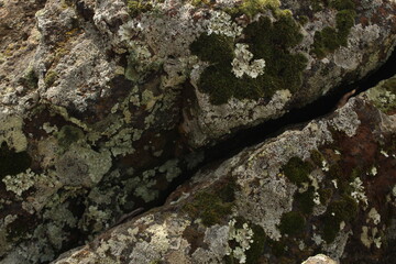 Lichens growing on a rock