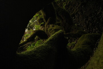 Moss growing over a tree