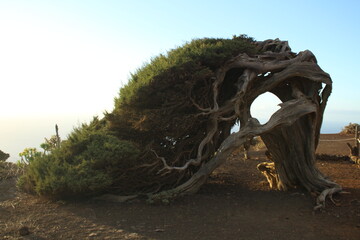 Sabina tree in El Hierro