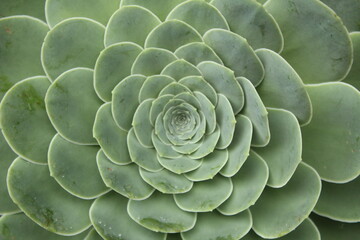 Close up of an Aeonium rosette