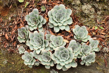 Closeup view of Aeonium valverdense plants