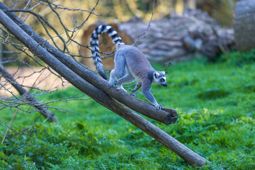 Lemurs (Lemuriformes) run and rest in a meadow. Cute furry animal.