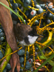 Portrait of a young red Whiskered bulbul bird