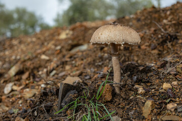 Macrolepiota procera, commonly known as the "oak mushroom," is an edible fungus found in many regions of the world, including Europe and North America. It typically grows in coniferous 