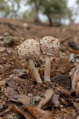 Macrolepiota procera, commonly known as the "oak mushroom," is an edible fungus found in many regions of the world, including Europe and North America. It typically grows in coniferous 