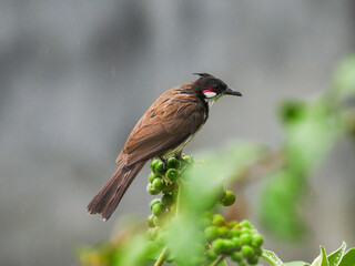 Red Whiskered Bulbul bird perching in natural environment in rainy weather 