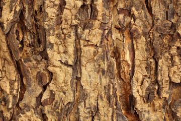Close-up of tree bark with old natural pattern for background and design.