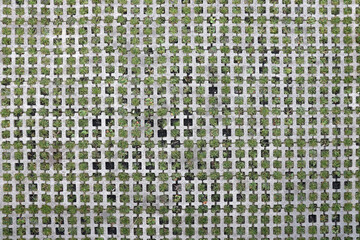 Geometric background of eco floor bricks and green grass. Eco parking texture. Floor stone tile...