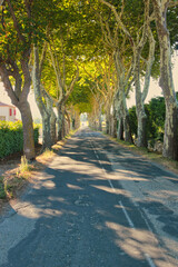 Road near Carcassonne (Aude, Languedoc-Roussillon, France) in the summer, with rows of trees on both sides of the road