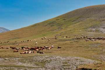 Summits of the Pyrenees. Aragon, Spain. In the summer, the alpine pastures provide food for a large livestock herd, mainly cows.