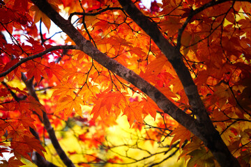 Red and yellow maple leaves, a beautiful autumnal scene