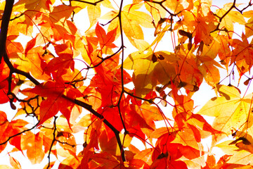 Red and yellow maple leaves, a beautiful autumnal scene