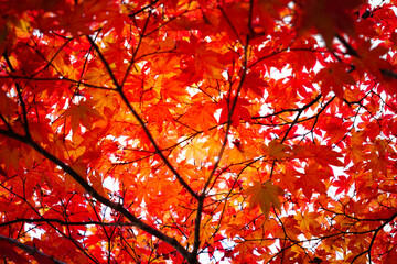 Close-up of maple leaves in autumn in a Japanese garden