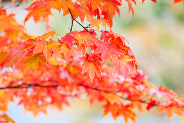 Red and yellow maple leaves, a beautiful autumnal scene