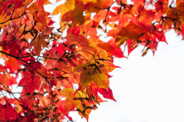 Red beautiful autumn leaves, white background