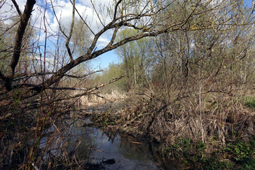 Landscape with impassable swamp in dense forest with last year dry grass and still water in sunny day in spring season