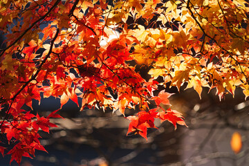 Close-up of maple leaves in autumn in a Japanese garden