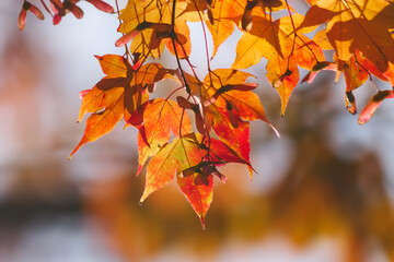 Red and yellow maple leaves, a beautiful autumnal scene