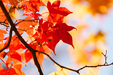 Close-up of maple leaves in autumn in a Japanese garden