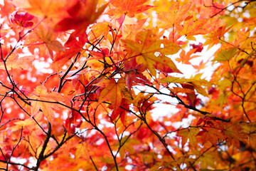 Close-up of maple leaves in autumn in a Japanese garden