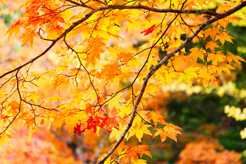 Red and yellow maple leaves, a beautiful autumnal scene