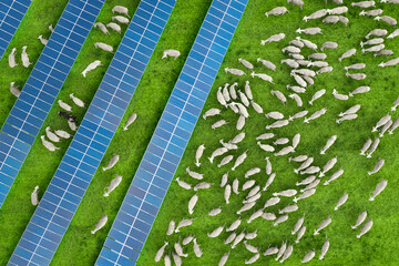 Aerial view of a flock of sheep grazing in a solar farm with solar panels at sunset. High angle view of solar panels in a solar power station over a green field with grazing sheep. Spain - obrazy, fototapety, plakaty