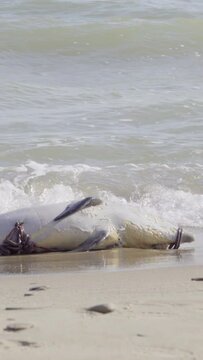 Dead dolphin on the seashore, Vertical