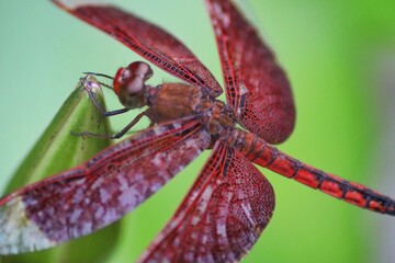Close up of dragonfly with red face