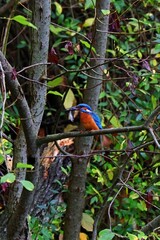 closeup of a kingfisher