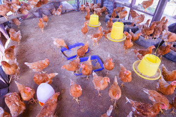 Flock of hens eating food with feeding and water plastic buckets inside of chicken coop in countryside farm, high angle view