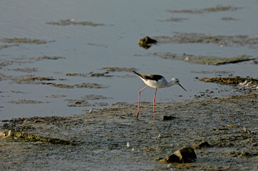 Bird in the water shore beach foraging in the Camargue