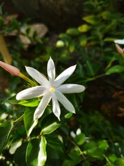 Obraz premium white and yellow flower