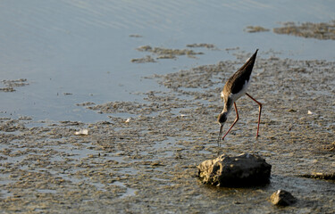 Bird in the water shore beach foraging in the Camargue